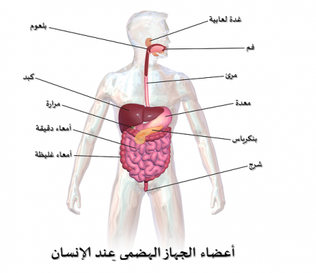 الجهاز الهضمي وأجزائه ووظائفها