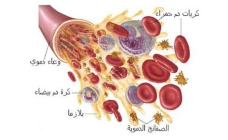 مكونات الدم ووظائفها