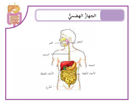 الجهاز الهضمي في جسم الانسان، اقسامه ووظائفها