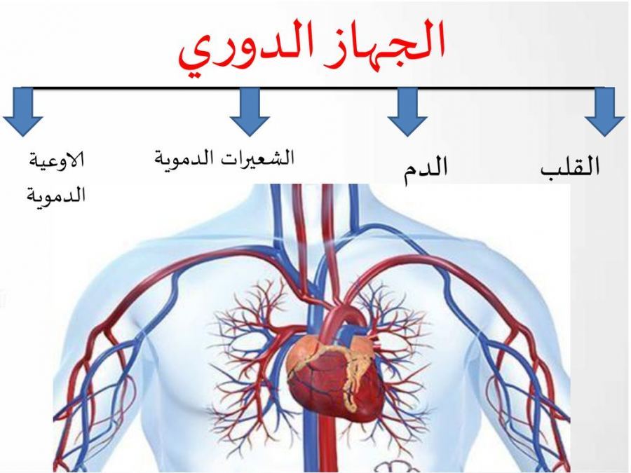 مكونات الجهاز الدوري ووظيفة كل منها