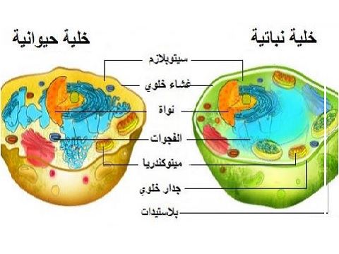 مكونات الخلية الحيوانية والخلية النباتية.