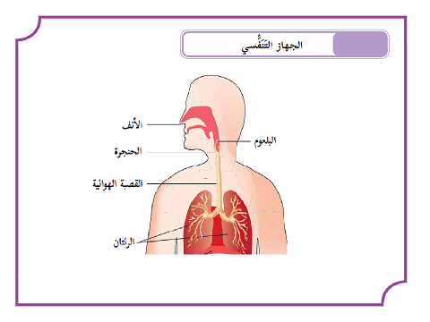 جهاز التنفس عند الانسان، اجزاؤه وطريقة عملها.